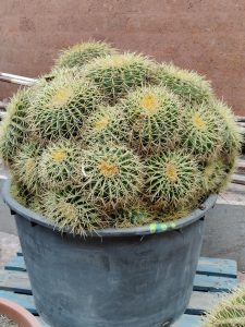Kroenleinia grusonii, popularly known as the golden barrel cactus, golden ball, or mother-in-law's cushion.